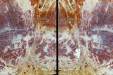 Colorful, Tall, Arizona Petrified Wood Bookends - Arizona #180252-2